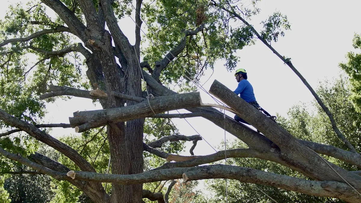 Professional Hazardous Tree Removal performed by certified arborists in Forest